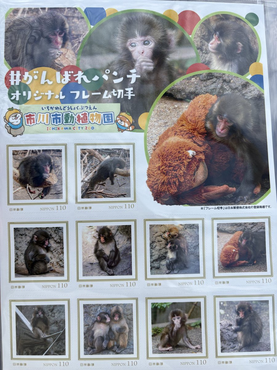 yyy1582's tweet photo. 市川郵便局で、パンチ君のオリジナルフレーム切手を無事にゲット😭😭
ここは４０枚限定
小さい郵便局は２０枚ぐらいしか納品ないって。
有給とって朝から並んでよかった
それにしても納品数が少なすぎる😭😭
#がんばれパンチ
#切手 https://t.co/ajOnECt89y