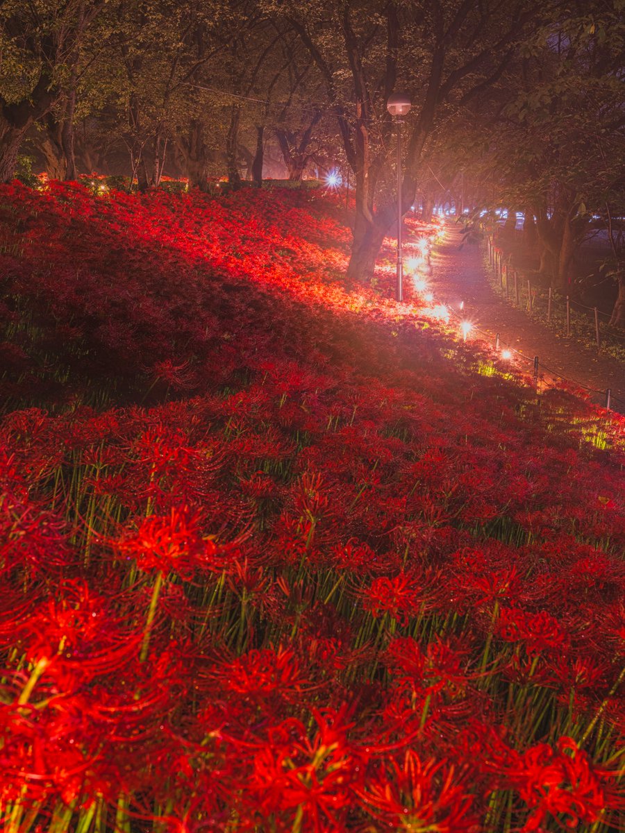 sugisug97865801's tweet photo. 昨夜、雨の中で権現堂の彼岸花ライトアップを撮影しました☔幻想的で良き良き https://t.co/5nAsK4OFBP