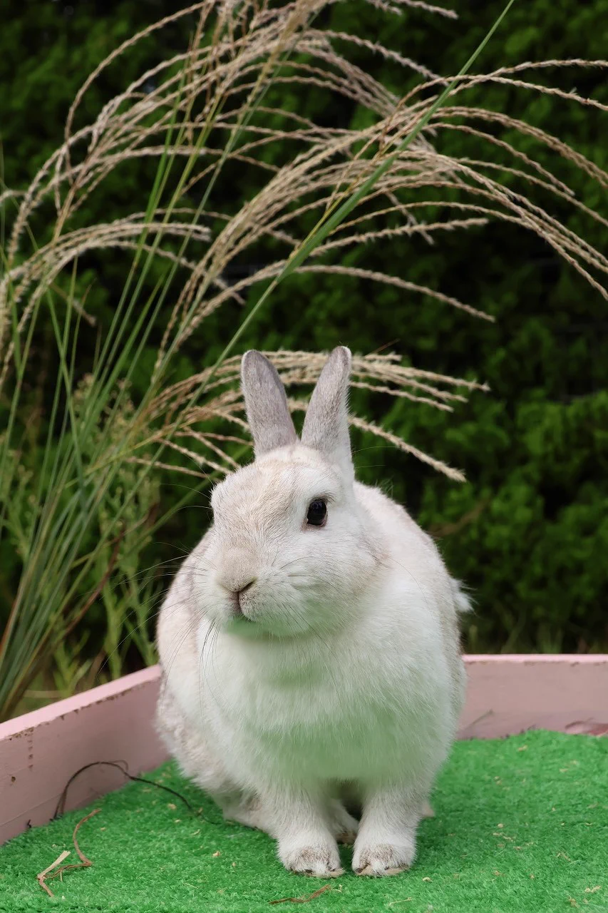 どらみ様確認用♡ウサギのオブジェ 秋田市大森山動物園 on X: 