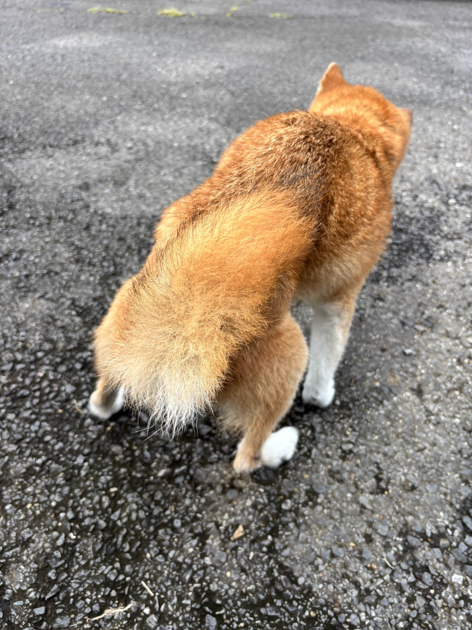 柴犬おそら🌻 on X / X