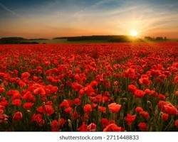 2Tirouge's tweet photo. Thème Fleur et nature
Et assez particulière pas de présentation mais une question

Quel est votre Fleur ou plante préférée les amis? 😁🌹

Moi ma plante (Fleurs) préférée est les coquelicot 

Compte Thread pour plus details 
https://t.co/TydwgTgo1C https://t.co/1LbnQBxYWq