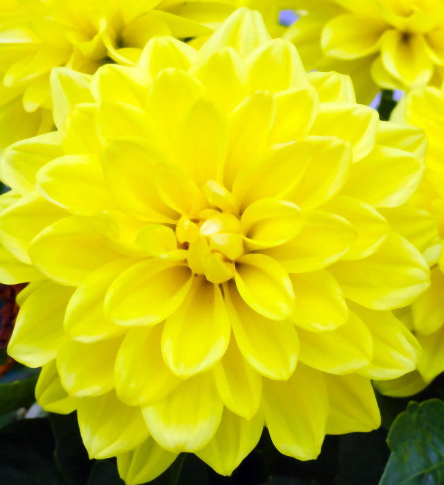 terry_cafe808's tweet photo. 朝の光を浴びた黄色いダリアは、まるで小さな太陽。幾重にも重なる花びらが柔らかな光を受け、眠っていた心まで明るくしてくれる。今日という一日を、少しだけ前向きな気持ちで始められる花です。
#黄色いダリア https://t.co/nDEcUCEo0u