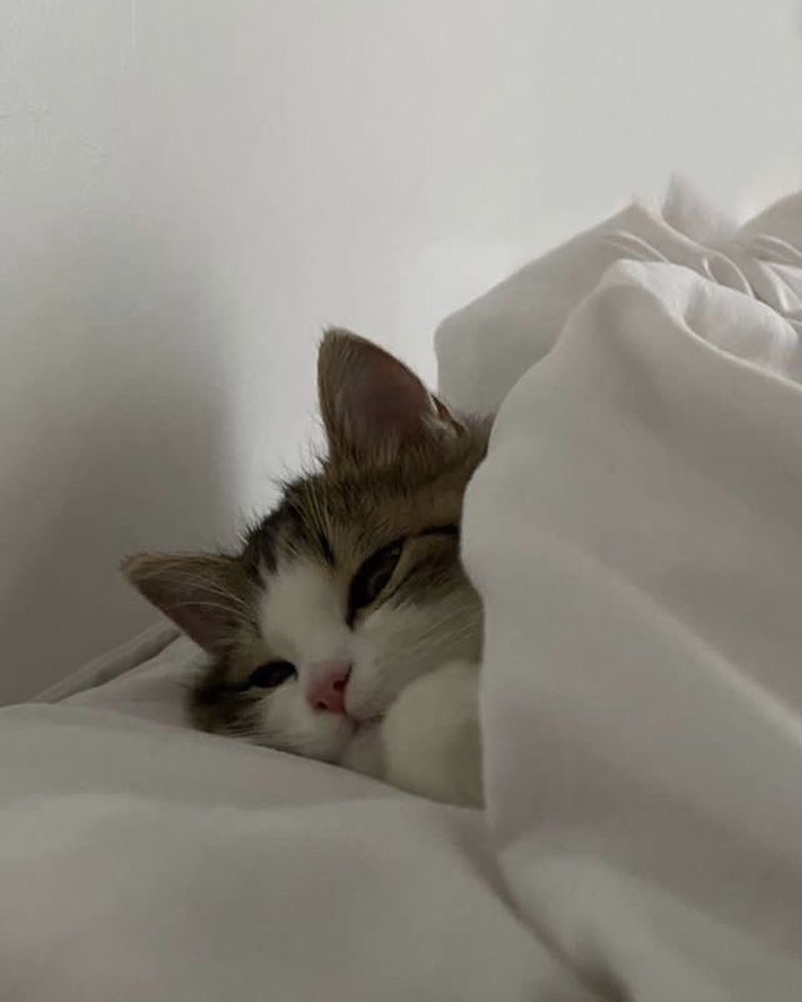 PunchingCat tweet picture