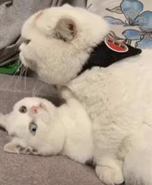 WOpalach's tweet photo. 假期还留守在昆明的举个爪子 我看看多不多。评论区抓几个组个搭子。。#昆明 #女大 #个人 #同城 https://t.co/UT7M9fdPbw