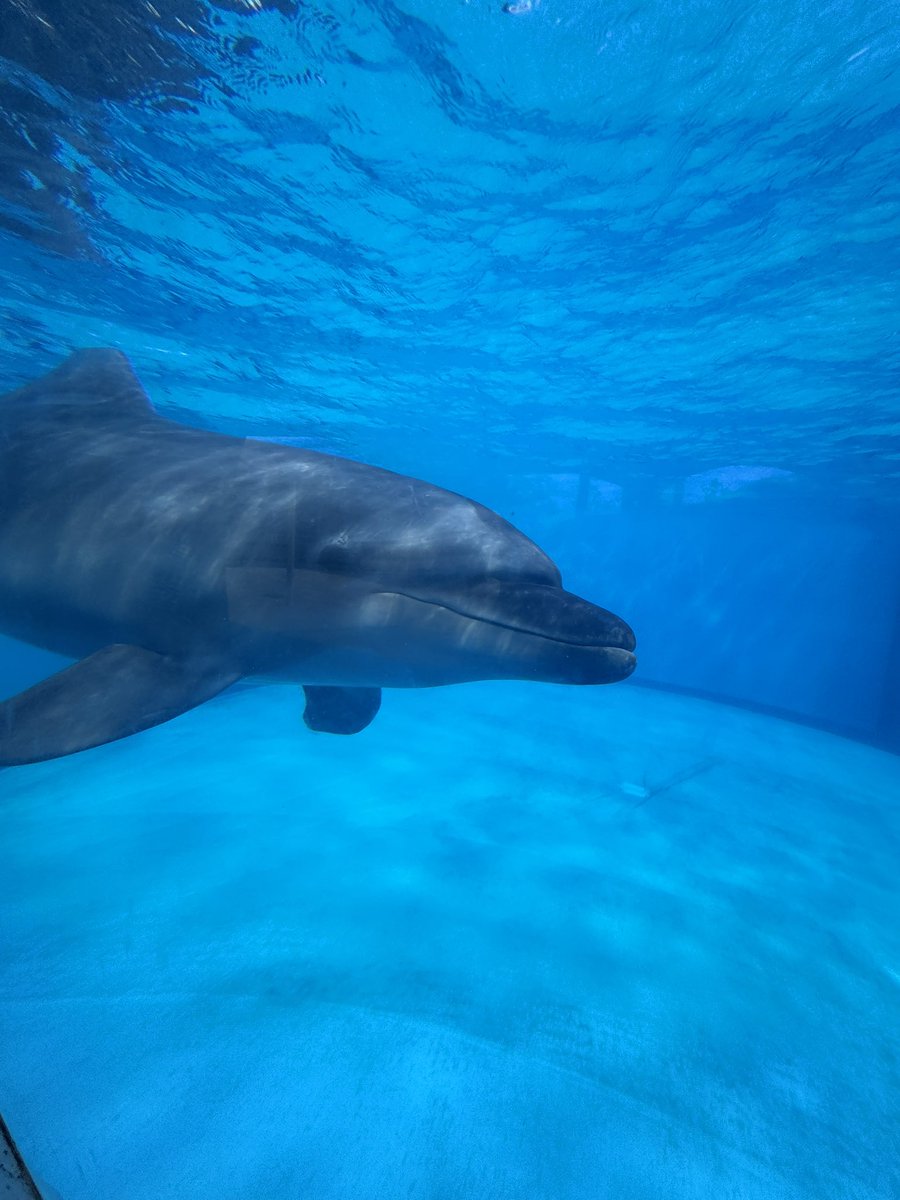 tomuu9269's tweet photo. 海の中道…かわいい動物達(◜ᴗ◝ ) https://t.co/dHFh66NSsm