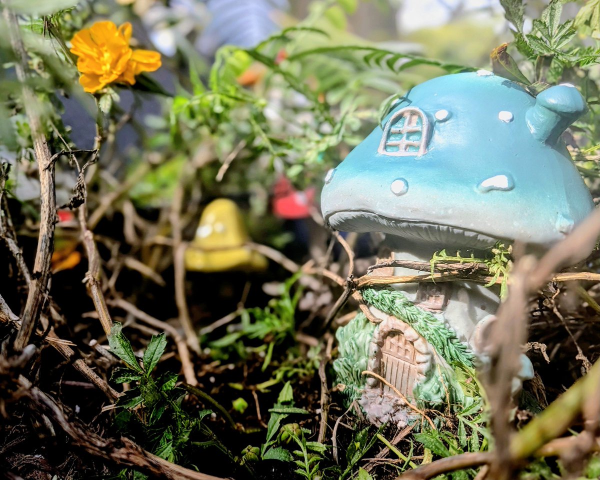 itsjake's tweet photo. Some cool fairy garden photos I took with my kiddo today. We used butter on the lens of my Pixel 11 😭😂 #pixel11 #shotonpixel https://t.co/tSFhrSFyon