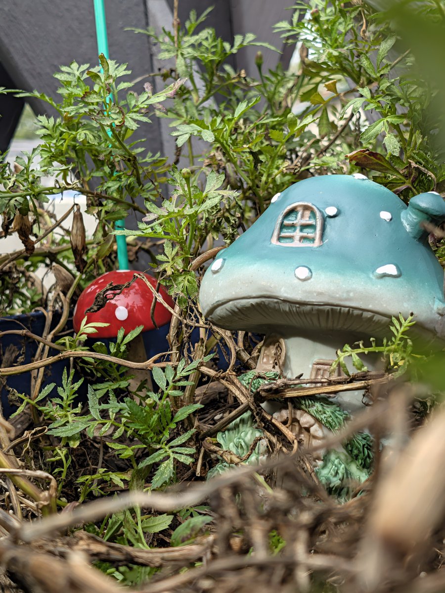 itsjake's tweet photo. Some cool fairy garden photos I took with my kiddo today. We used butter on the lens of my Pixel 11 😭😂 #pixel11 #shotonpixel https://t.co/tSFhrSFyon