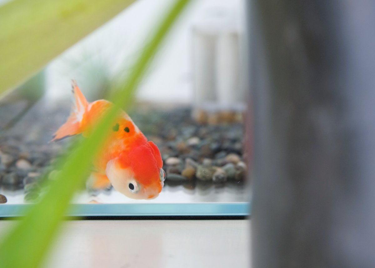 pinogarden's tweet photo. 連休も楽しいけど平日は落ち着く

#猫のいる暮らし𓃠 
#金魚のいる暮らし https://t.co/HjRz0faX3N