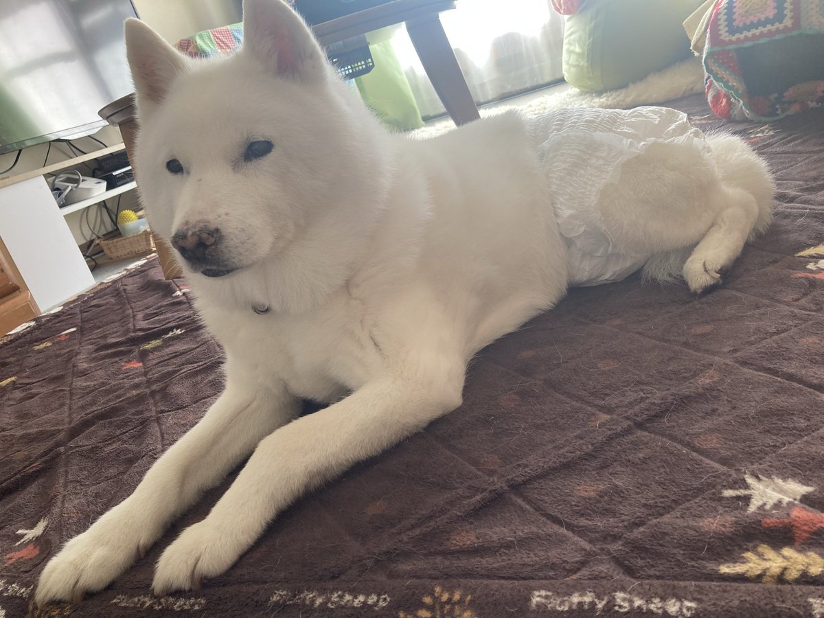 KEN94446869's tweet photo. 紙パンツにちょっと慣れた
＃北海道犬 https://t.co/oB51E7cxF3