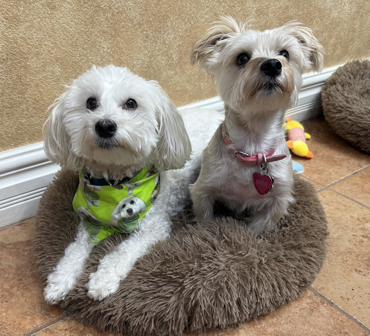 SirBailey2's tweet photo. Not even 24 hours hast lapsed. Since me’s evicted every bodies out of me’s bed. At 23 hours an 34 minutes. Look who invited herself over!!! 🌹🐶🐾 #dogsofx #dogsoftwitter #adogslife #doggo #pets 💚 https://t.co/8gG6k7NTPz
