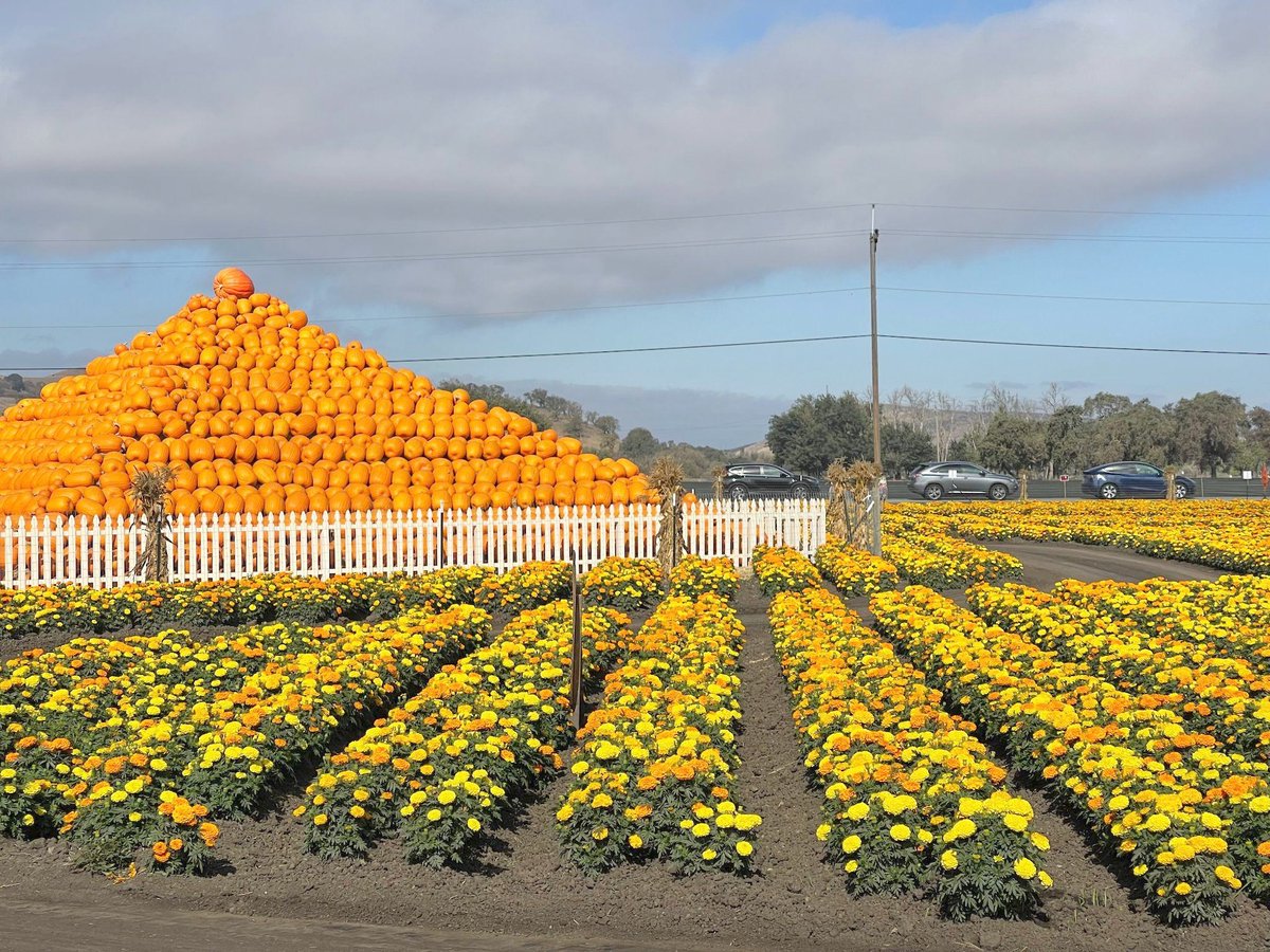 NCChron's tweet photo. Flowers blooming, bees buzzing at Mellano Farm annual festival
🔗 https://t.co/jVyNu3Q8Ez

#NorthCountyChronicle #SupportLocalNews #SanMarcos #Vista #Oceanside #Carlsbad #Escondido https://t.co/43bHoPN2Uy