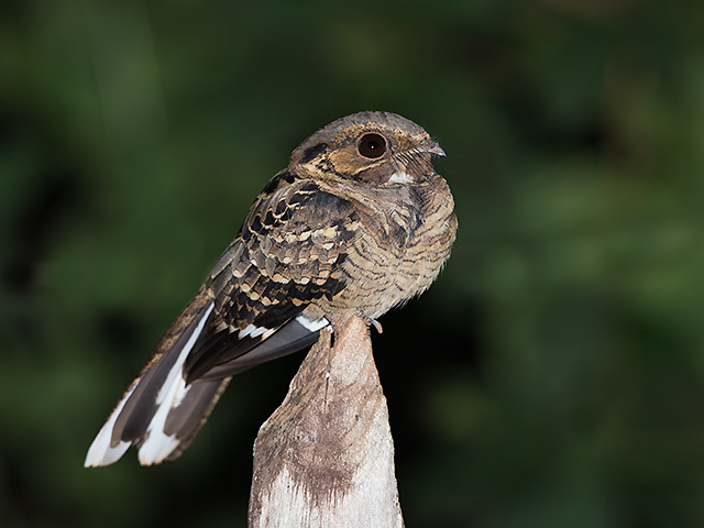brasil_aves's tweet photo. 🇧🇷Bacurau
🌎Nyctidromus albicollis
Conservação: Pouco Preocupante

O bacurau é uma ave caprimulgiforme da família caprimulgidae

📷 Sergio Gregorio https://t.co/2SFU1X3XnJ