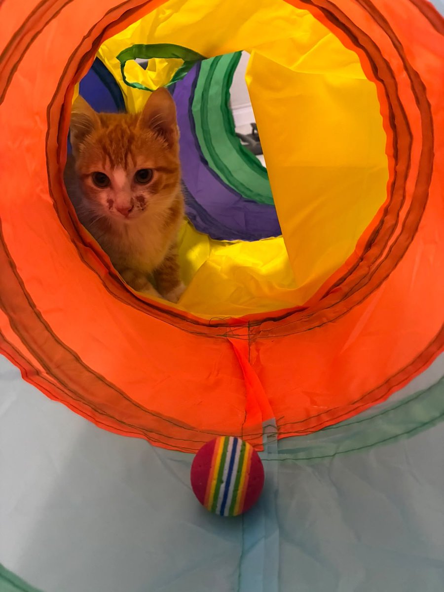scuderiacultlh's tweet photo. meu mais novo filho que é ex presidiário (foi resgatado de um presídio) e ainda não tem nome 🧡 https://t.co/V2sMb1kOP0