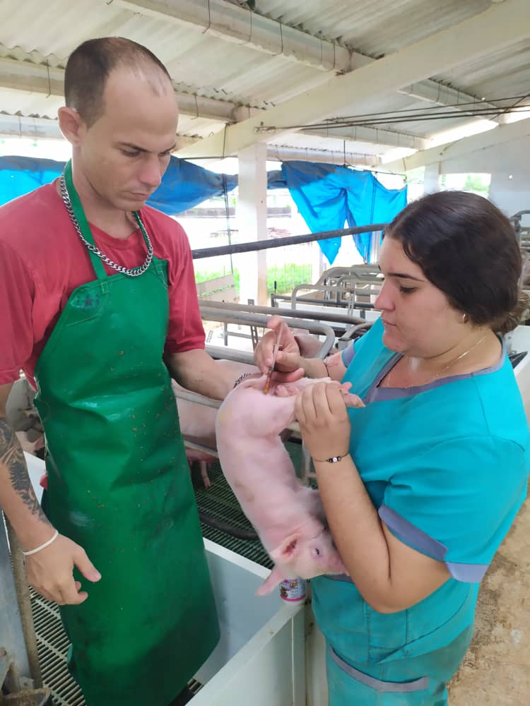 DiarioArtemisa's tweet photo. En la UEB El Punto, de Alquízar, un encadenamiento entre la Empresa Porcina Artemisa y la mipyme Fernando Montes de Oca Sosa comienza a transformar la crianza del cerdo blanco. 🔗👉https://t.co/dIuV9eDkLy
#ArtemisaJuntosSomosMás 
#TransformacionesEconómicas #Cuba https://t.co/WmRaLLHV4S