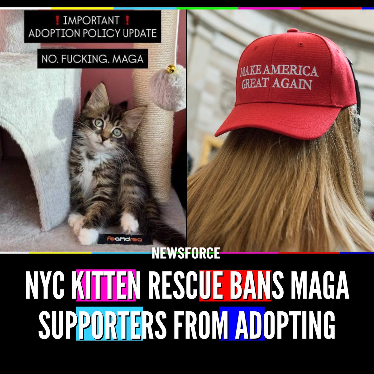 Newsforce's tweet photo. 🇺🇸 NYC kitten rescue Itty Bitty City Kitties says MAGA supporters, conservatives, and even some people who call themselves apolitical can be rejected from adopting its cats, posting a graphic that reads “NO. F---ING. MAGA.”

@PETA is now calling for the policy to end, arguing animal rescues should judge adopters on whether they can safely care for a cat, not their politics.