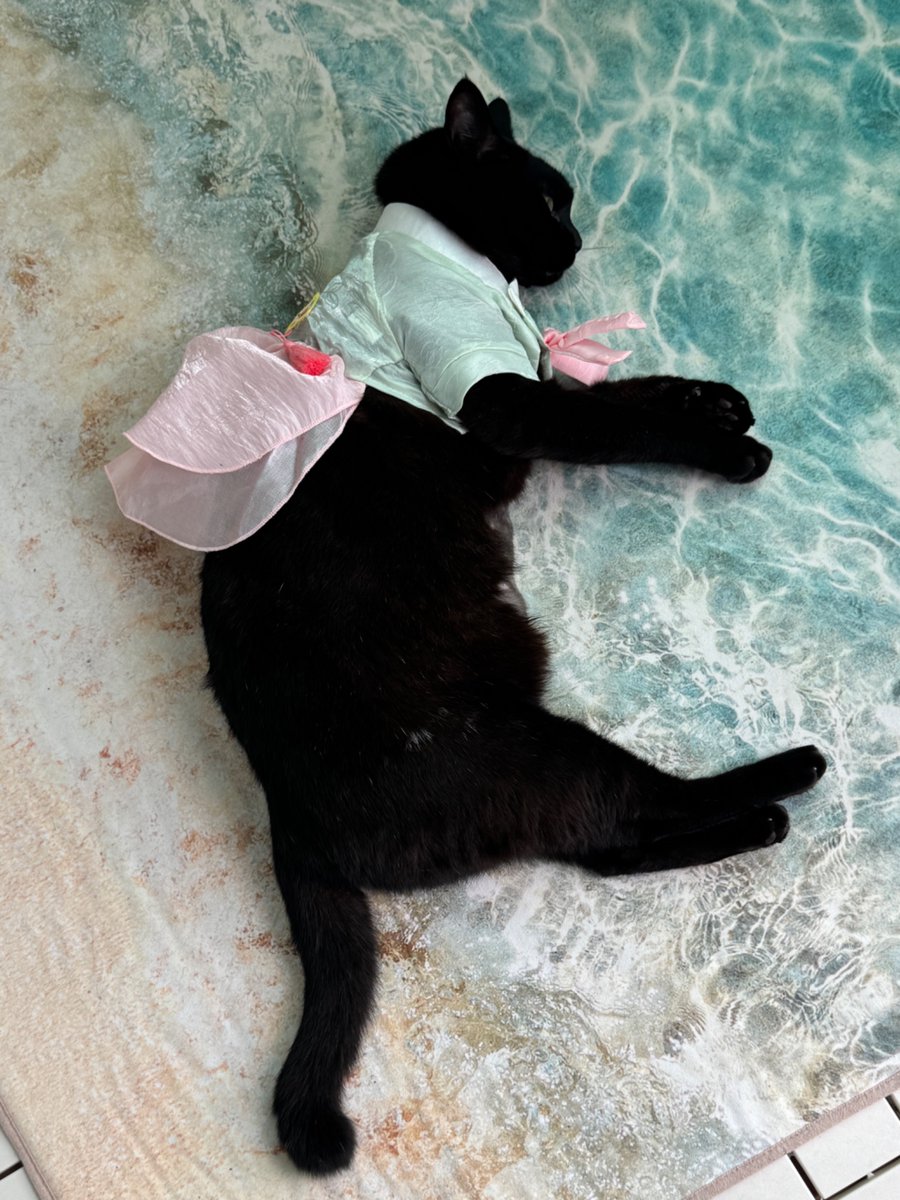 1139pm's tweet photo. 사실은 이렇습니다
내 고양이 쪼그만데 왜… https://t.co/PT6k79vbfq
