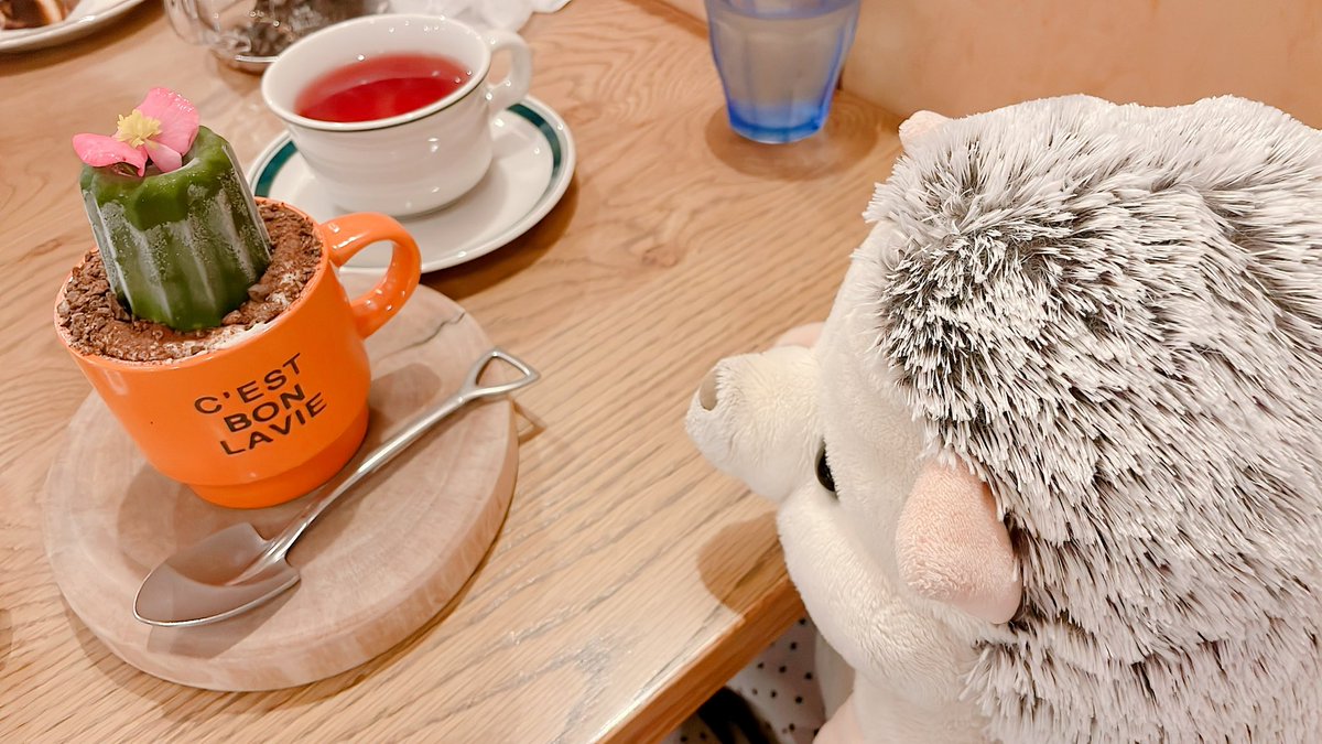 A_suke24's tweet photo. 狙われたチーズケーキ👀🧀
🌵のティラミスにも興味津々なリッチョ!
#ぼくはハリネズミ https://t.co/xDGqTvDRr4