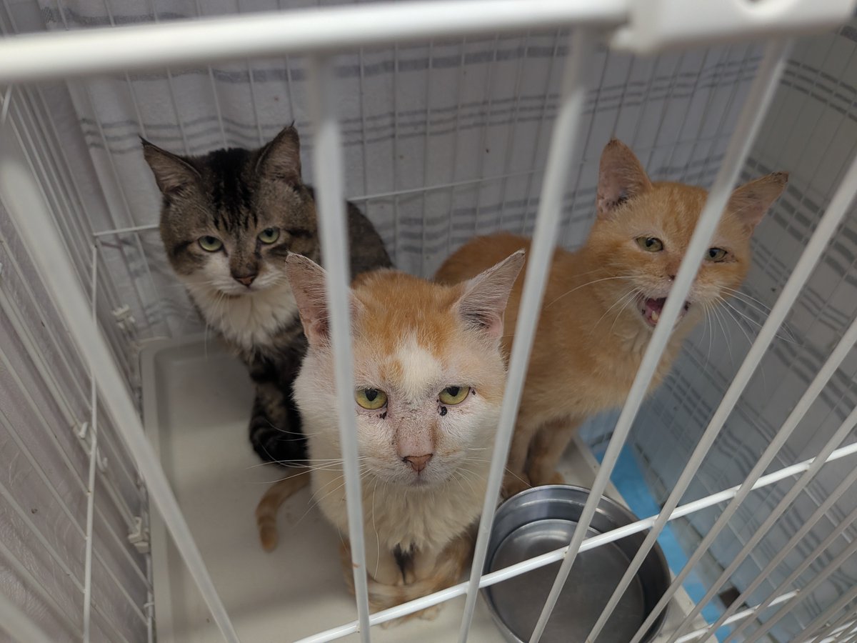 sapporo_dobutsu's tweet photo. 札幌市内で複数の多頭飼育崩壊があり、先週新たに35匹の猫の収容を行いました。現在、センターには70匹を超える猫が収容されており、今後も猫の収容を控えています。 センターでは、平日毎日と今週末9/26（土）に譲渡会を開催しています。猫の飼育をお考えの方は、ぜひセンターへ足をお運びください🐈 https://t.co/kNwiRjY3oh