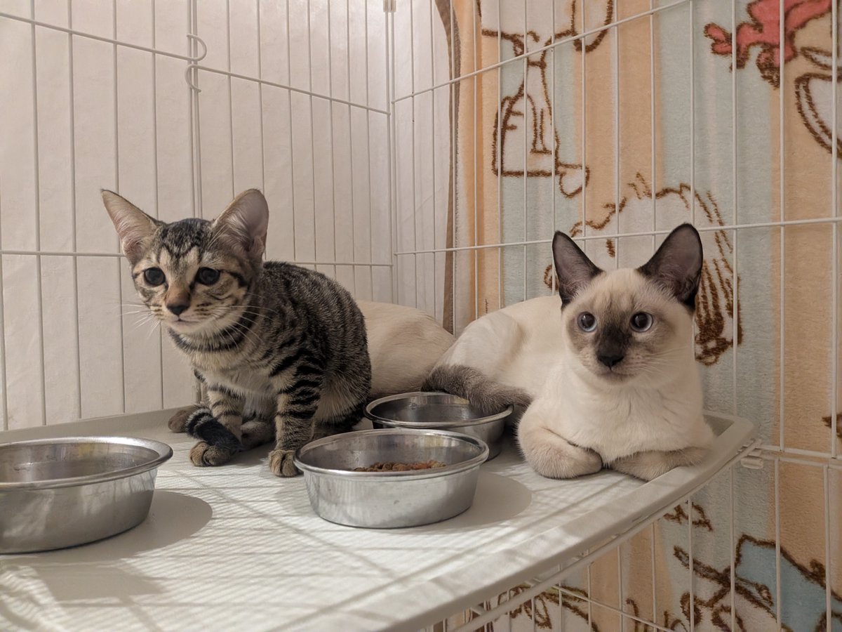sapporo_dobutsu's tweet photo. 札幌市内で複数の多頭飼育崩壊があり、先週新たに35匹の猫の収容を行いました。現在、センターには70匹を超える猫が収容されており、今後も猫の収容を控えています。 センターでは、平日毎日と今週末9/26（土）に譲渡会を開催しています。猫の飼育をお考えの方は、ぜひセンターへ足をお運びください🐈 https://t.co/kNwiRjY3oh