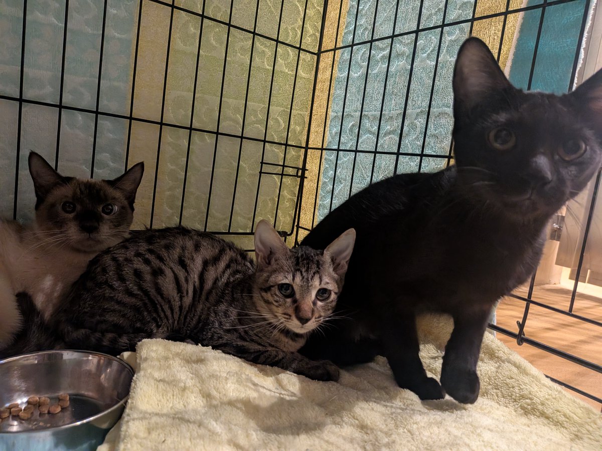 sapporo_dobutsu's tweet photo. 札幌市内で複数の多頭飼育崩壊があり、先週新たに35匹の猫の収容を行いました。現在、センターには70匹を超える猫が収容されており、今後も猫の収容を控えています。 センターでは、平日毎日と今週末9/26（土）に譲渡会を開催しています。猫の飼育をお考えの方は、ぜひセンターへ足をお運びください🐈 https://t.co/kNwiRjY3oh