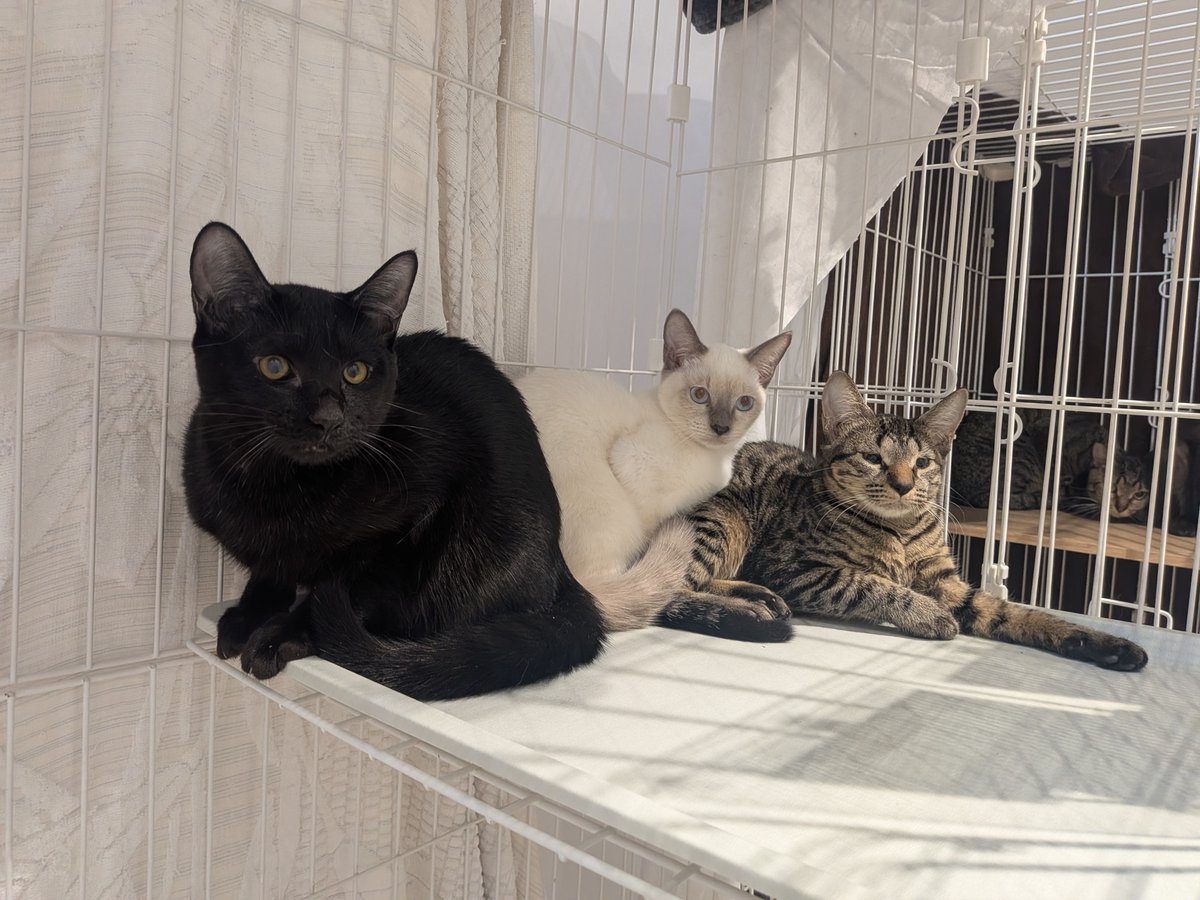 sapporo_dobutsu's tweet photo. 札幌市内で複数の多頭飼育崩壊があり、先週新たに35匹の猫の収容を行いました。現在、センターには70匹を超える猫が収容されており、今後も猫の収容を控えています。 センターでは、平日毎日と今週末9/26（土）に譲渡会を開催しています。猫の飼育をお考えの方は、ぜひセンターへ足をお運びください🐈 https://t.co/kNwiRjY3oh
