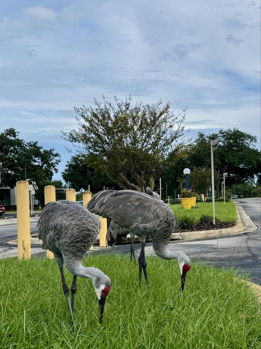 dolbyl's tweet photo. "So much of life, it seems to me, is determined by pure randomness." — Sidney Poitier #optoutside #getoutside #lovefl https://t.co/RMQVxbwz5w
