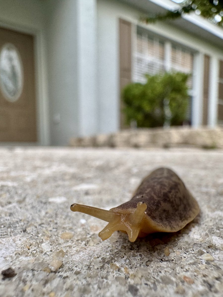 dolbyl's tweet photo. "So much of life, it seems to me, is determined by pure randomness." — Sidney Poitier #optoutside #getoutside #lovefl https://t.co/RMQVxbwz5w