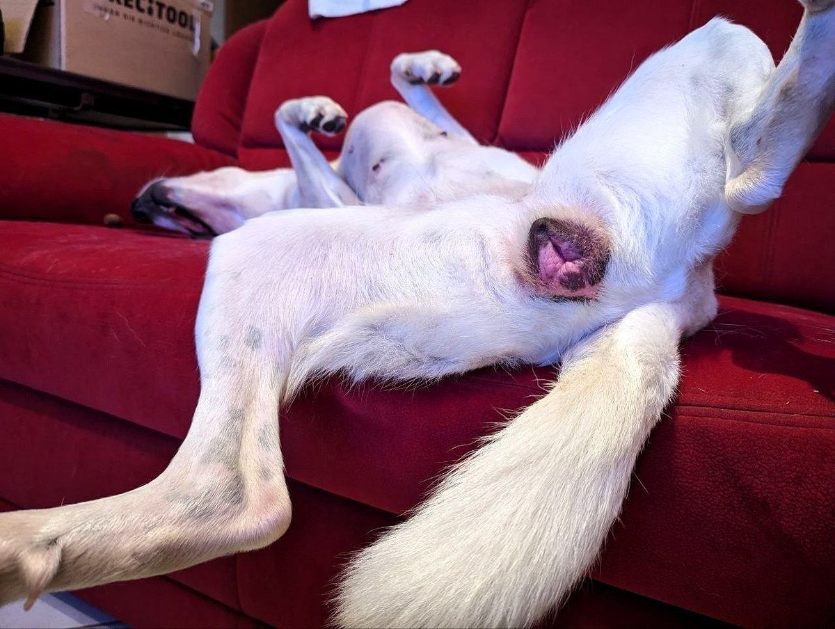 Cookie_gallery1's tweet photo. #furry paw 🐾 queen 🐩 got me thirsty for more 

•DOG #PUSSY
•COOKIE
•BEAUTIFUL PUP 

Mmm who's gonna bury therě big bone inside the Cookie 🥠... come on i'm gonna stretch the hole out.

NEW VIDEO UPLOADED ON THE PRIVATE CHANNEL 
DM on SIGNAL 👇

https://t.co/5ZlFeducAo https://t.co/YXodyI4tPQ