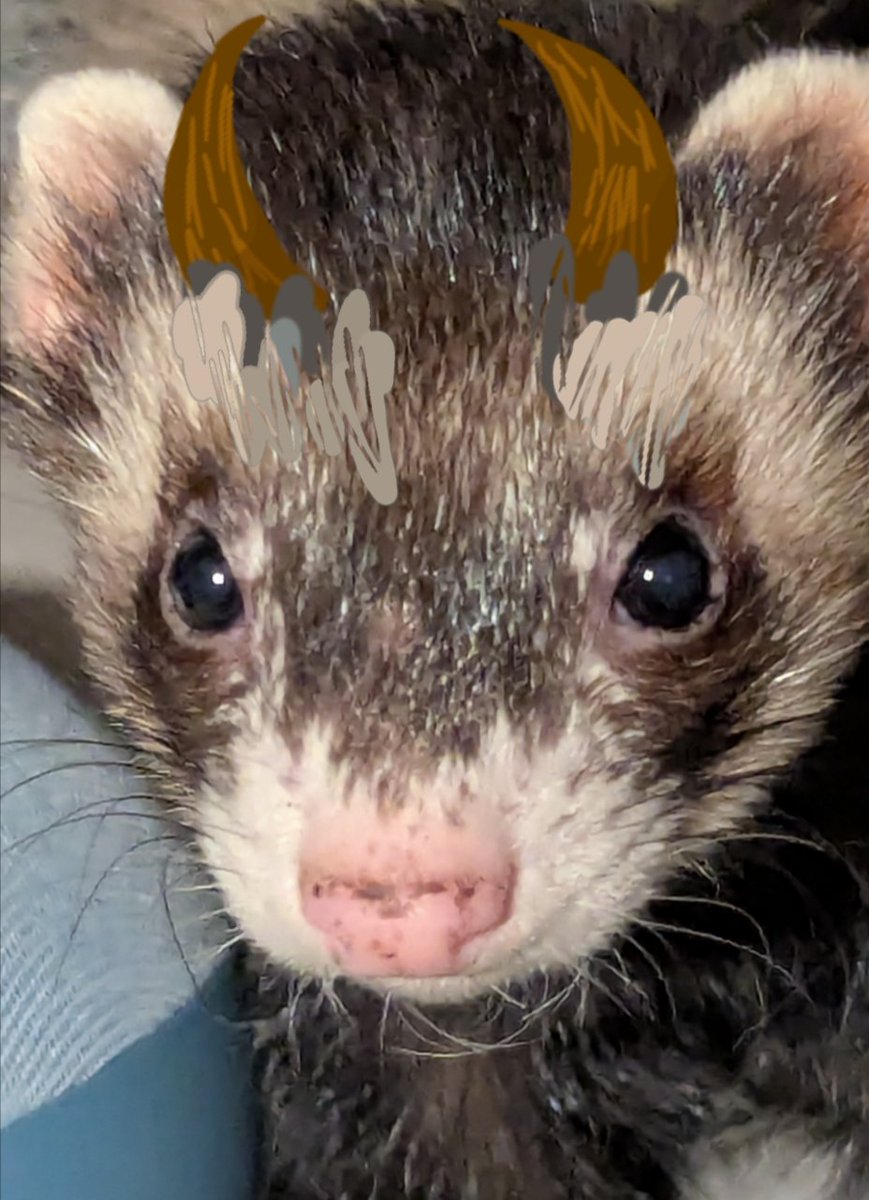 FynnTheAlien's tweet photo. Two poorly edited photo's of my ferret as Gwin #inkheart https://t.co/jlxqsHNts3