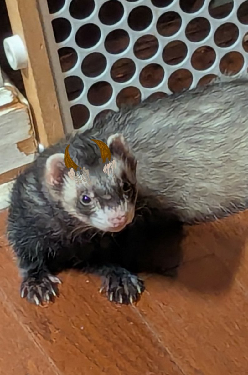 FynnTheAlien's tweet photo. Two poorly edited photo's of my ferret as Gwin #inkheart https://t.co/jlxqsHNts3