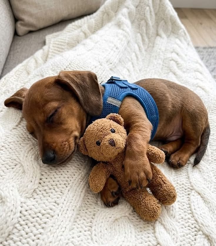 puppiesDoglover's tweet photo. Awwww so adorable puppy https://t.co/wz7akbieDy