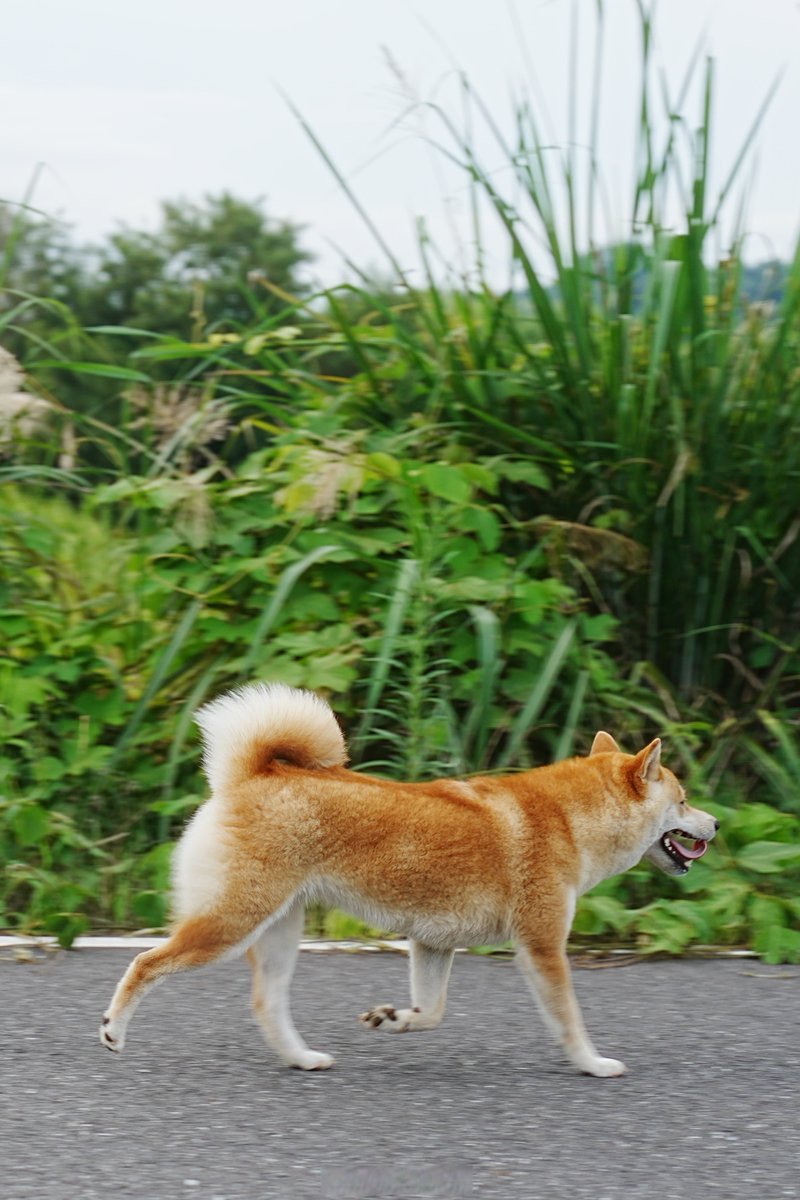 pastellgold's tweet photo. Watch my rescue pup go from wobbling tiny buddy to zooming fur baby in 6 months! Every cuddle and silly step hits different https://t.co/6Hkzzc0qwi