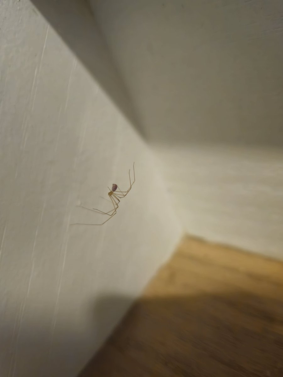 sunburnteyes's tweet photo. had to move this little guy outside, hopefully he doesnt get back in the house https://t.co/T5PZ7ePfH8