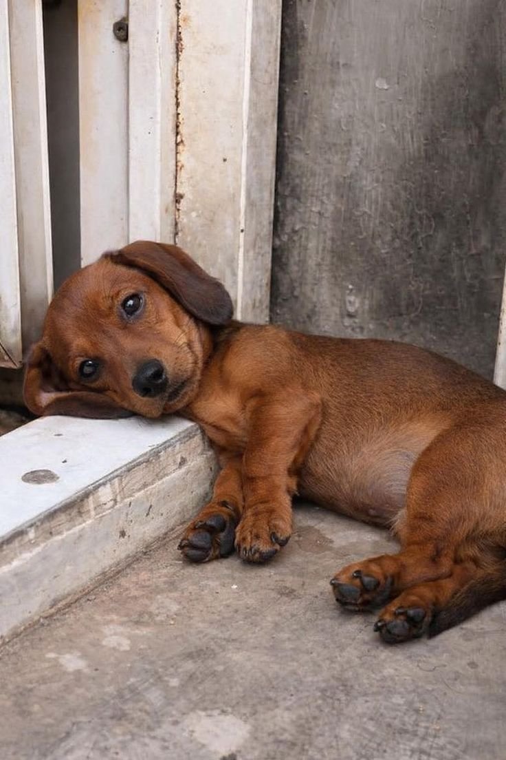 puppiesDoglover's tweet photo. So beautiful puppy https://t.co/AdLPMnFGFE