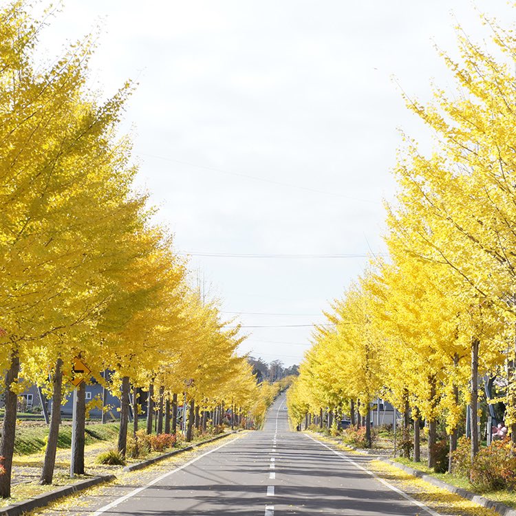 Japanin_jp's tweet photo. Ginkgo Trees Avenue (Fukagawa City)
https://t.co/TcLqco34AZ
#japan #japantrip #explorejapan #traveljapan #localjapan #instajapan #japaninjapan #日本 #giappone #japon #japantour #japantravel https://t.co/HUXoZBw88F