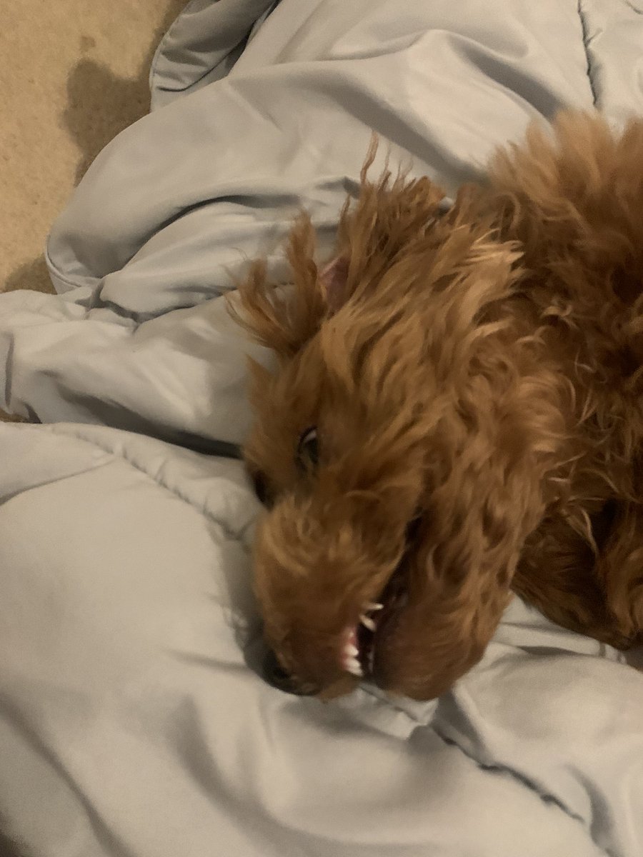 megspianoo's tweet photo. I’m just trying to lay down bruh. https://t.co/aEIXdYO5UQ