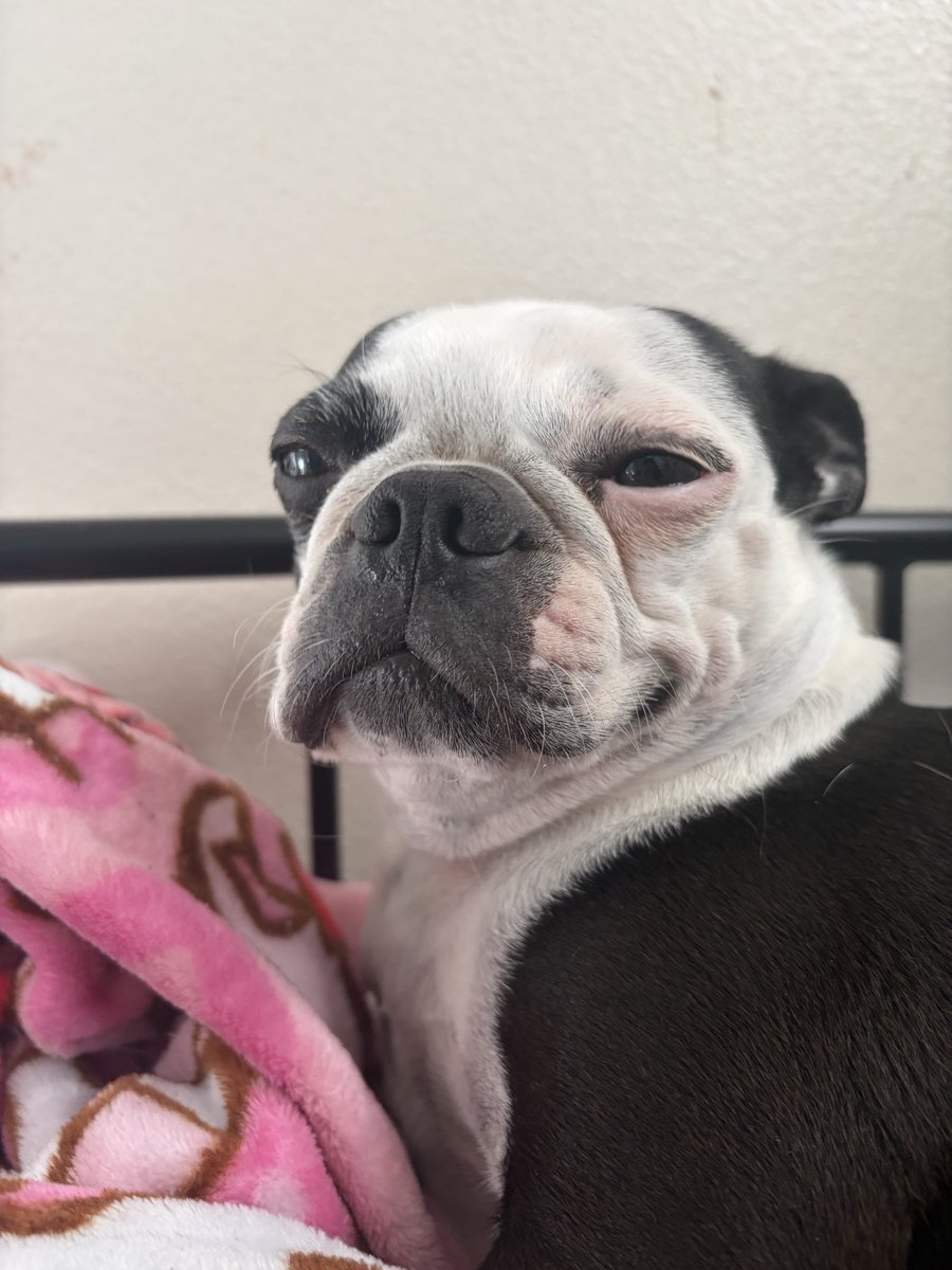 bitersweedt's tweet photo. laughed at this ugly ass photo for a hot 2 minutes,, noboday can tell me this isnt snoopnfucking dog. https://t.co/WREBhDoPBC
