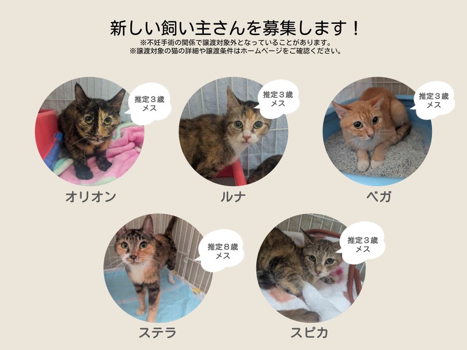 sapporo_dobutsu's tweet photo. 新たに譲渡対象となった猫をご紹介します！個性豊かなおだやかなにゃんこたちです🚀🐈🩶 １匹でも多くあたたかな新しい飼い主さんが見つかりますように！ #猫 #飼い主募集中 https://t.co/HL79zugCAu https://t.co/XHMghAAdFr