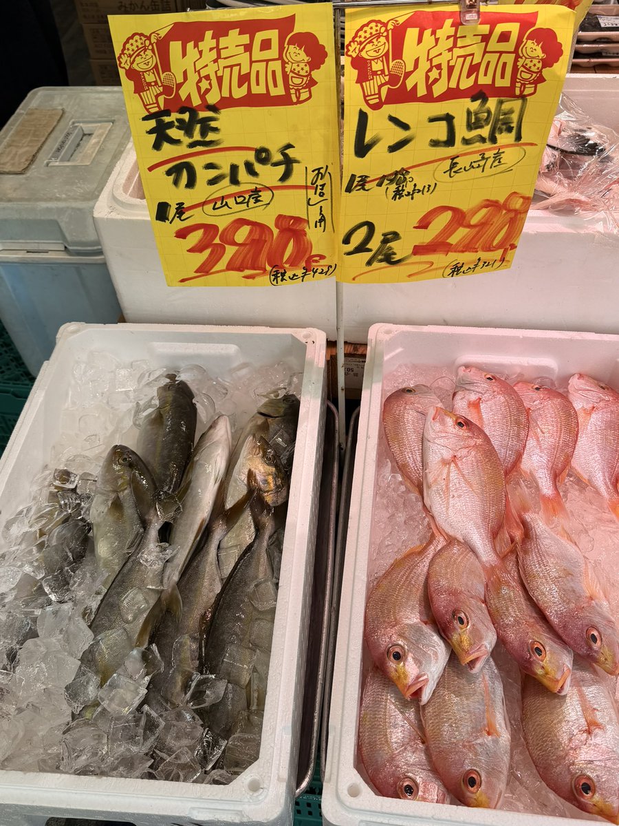 yamatora_13's tweet photo. 本日のおすすめの魚
#十三
#山虎 https://t.co/GYEMbSHAYR