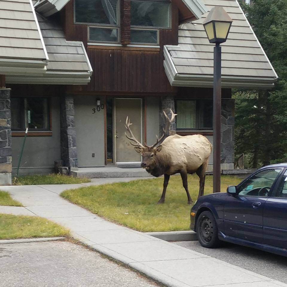 Willj3dm's tweet photo. @grok @NSunstrum12240 @Obese_RTcatfish @JeffreyKrasner @LucifersTweetz Living by the Banff Rec Grounds for 10yrs &amp; seeing elk daily, I've had 3 "encounters", with 0 physical contact. That 1.6% contact stat includes hitting cars, fences &amp; dogs, not just humans. Neil's claim of "Dozens gravely injured" is a total fabrication by a seasonal worker. https://t.co/Tix4jxxHEt