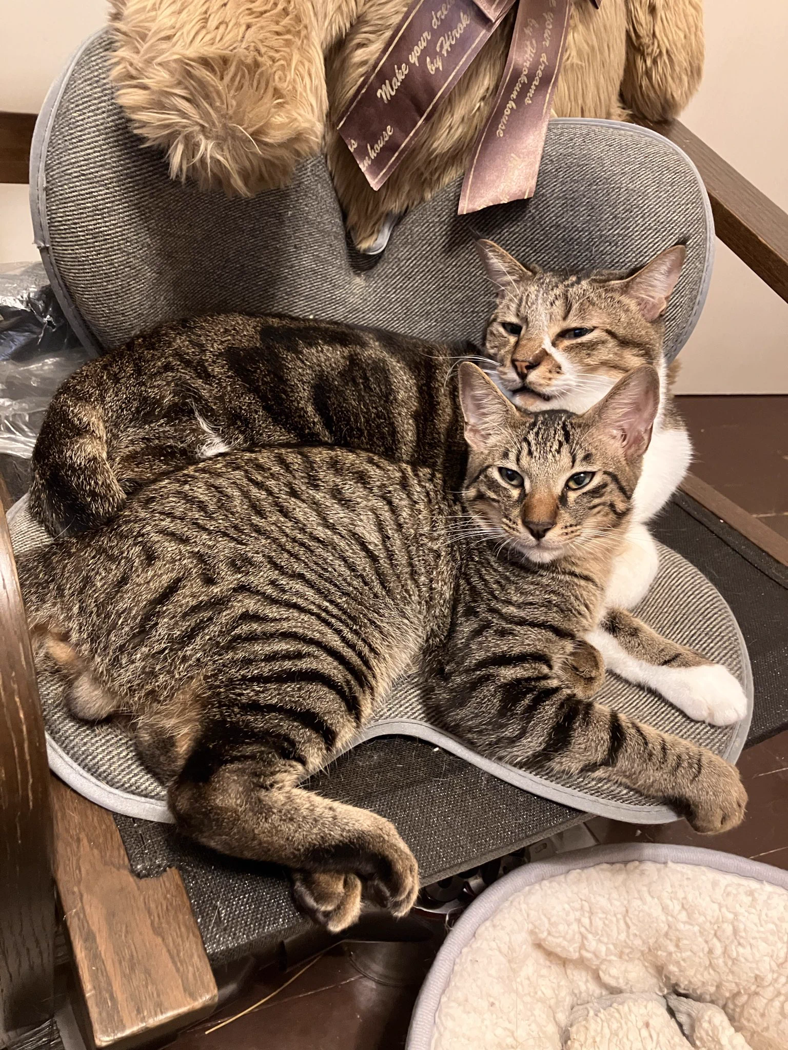 猫カフェ猫茶家☆日曜のみ営業 (@nekochaya) / X