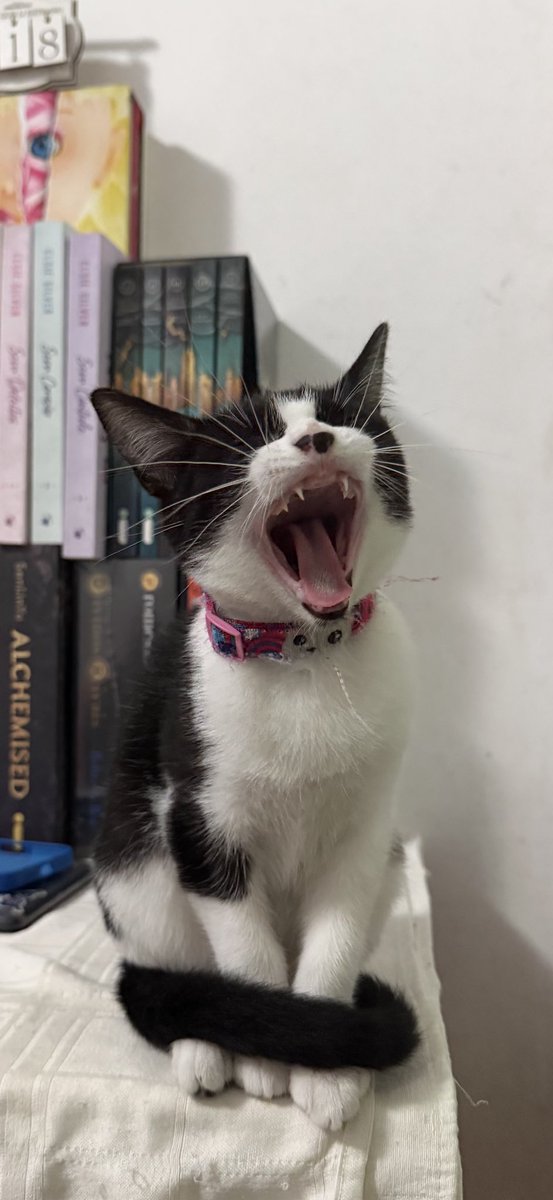 mareadss's tweet photo. eu tenho TANTAS fotos da Luna bocejando kkkkkkk https://t.co/RIDzTiTIfl
