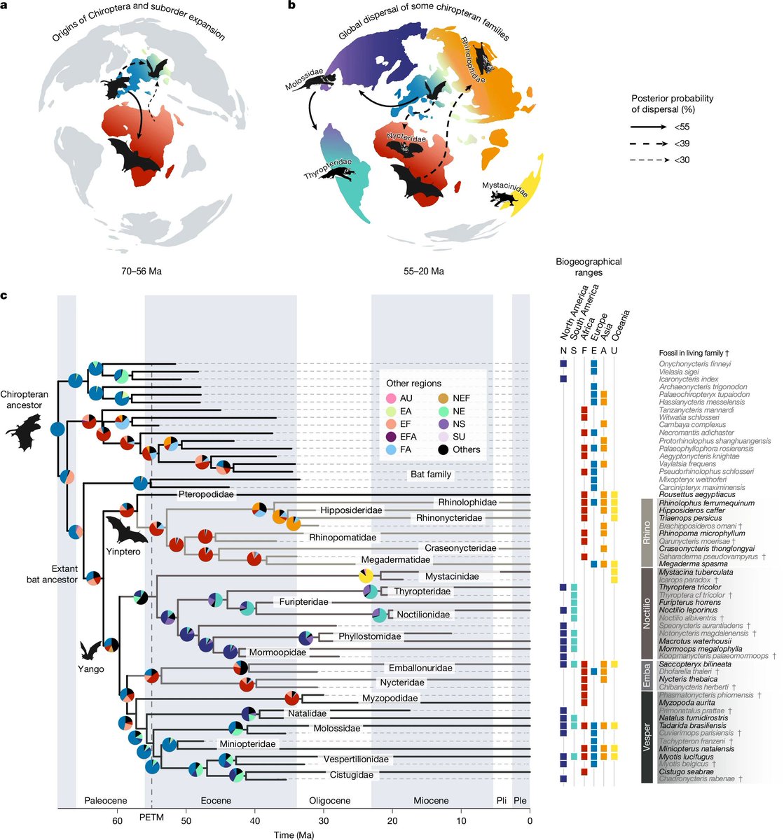 DanTabin's tweet photo. Very interesting article about Bat evolution and ancestral distribution https://t.co/i1mVXaKv9p