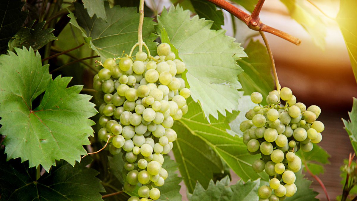 keskikarjalasrk's tweet photo. Jumala ei hylkää heikkoa.Joh. 15:2:n kreikan sana”airei”ei tarkoita oksan poisleikkaamista,vaan sen nostamista mudasta valoon.Pysy kiinni Jeesuksessa ja pyydä rohkeasti voimaa–Viinitarhuri pitää sinusta huolen, jotta voit kantaa runsaan hedelmän. #Joh15 #Viinipuu #PysyJeesuksessa https://t.co/6FuEi40h4U