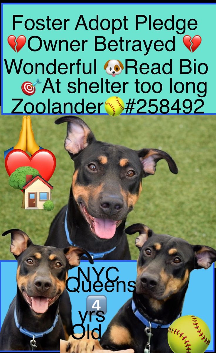 magalys_rios's tweet photo. #Foster #Adopt #Pledge
 💔Owner Betrayed Wonderful 🐶
     🎯Has been there over 7️⃣7️⃣days
         #Zoolander #258492
        4 yrs old 58.6 lbs
      NYC Queens 
      Has lived with other dogs
       Loves toys
         
Bio⬇️

https://t.co/6M32gCg6qm

DM @notthesameone2🛟 https://t.co/lqbrHvqD9W