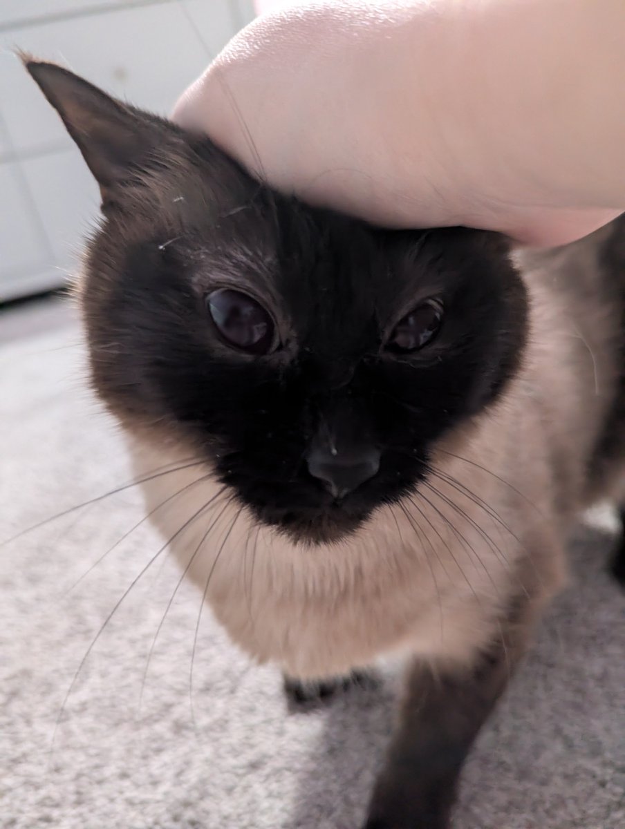 6dollarballoon's tweet photo. she likes brain grabbies https://t.co/r3DjX5qTEI