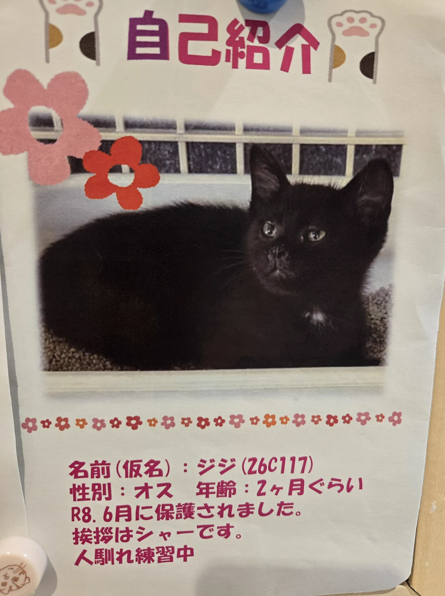 なっちゅ【黒猫家族】🐈‍⬛🪼 on X: 