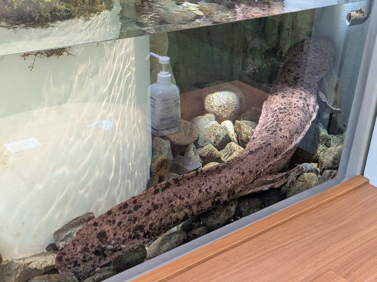 oosanlabo's tweet photo. 当施設「たんよう あさごオオサンショウウオLABO」、本日（9月24日木曜日)は休館日です。通常休館日の水曜日である昨日が祝日だったため、振替休日です。オオサンショウウオのあばれるくんもゆっくり身体を伸ばしています。#JapaneseGiantSalamander #オオサンショウウオ #特別天然記念物 https://t.co/1iOJqvgu23