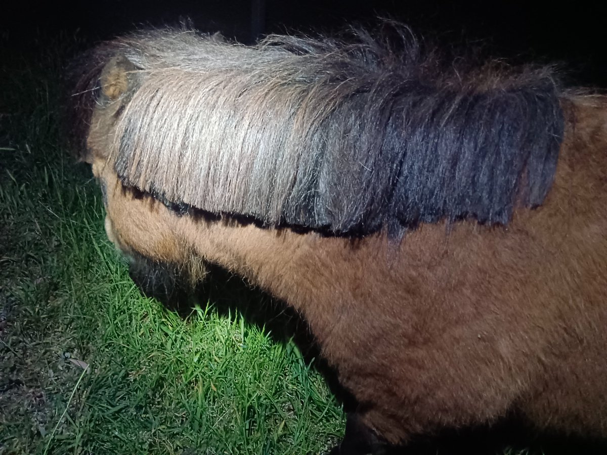 BARGH3ST's tweet photo. sometimes, to fight the depression, you have to go outside at night and give the mini ponies bowl cuts https://t.co/ncXcmtDpGx