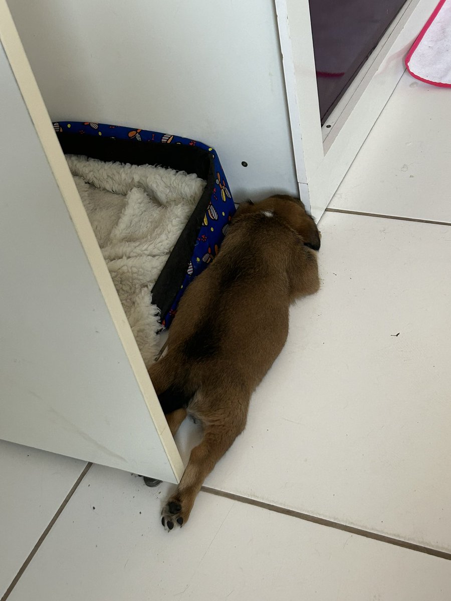 rayyayexe's tweet photo. Agora eu tenho um bebê de 2 meses e 3 quilos https://t.co/sKFQw0dZbS